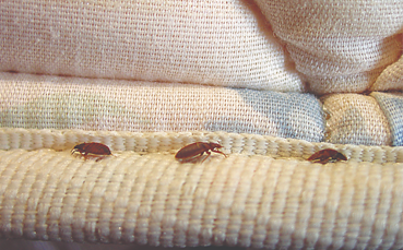 bed bugs prevention